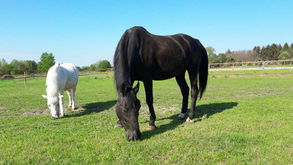 Equador and Crystal