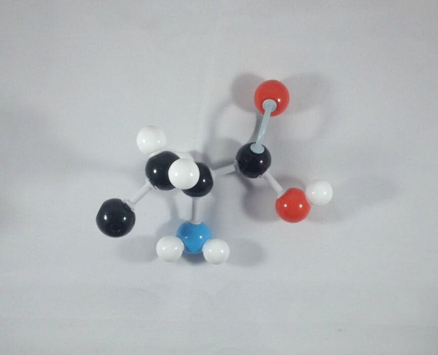 Tryptophan Molecule