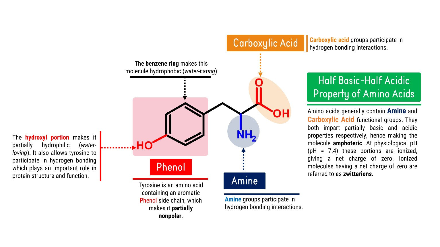 Tyrosine Molecule