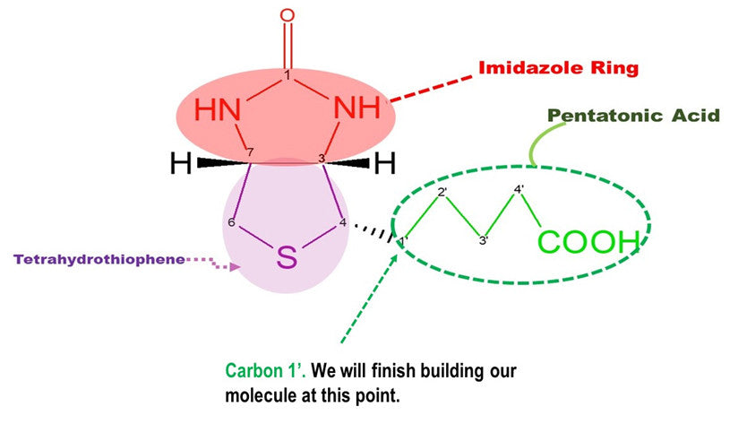 biotin molecule 