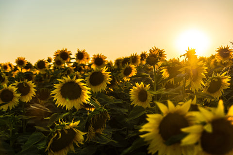 A field of sunflowers.