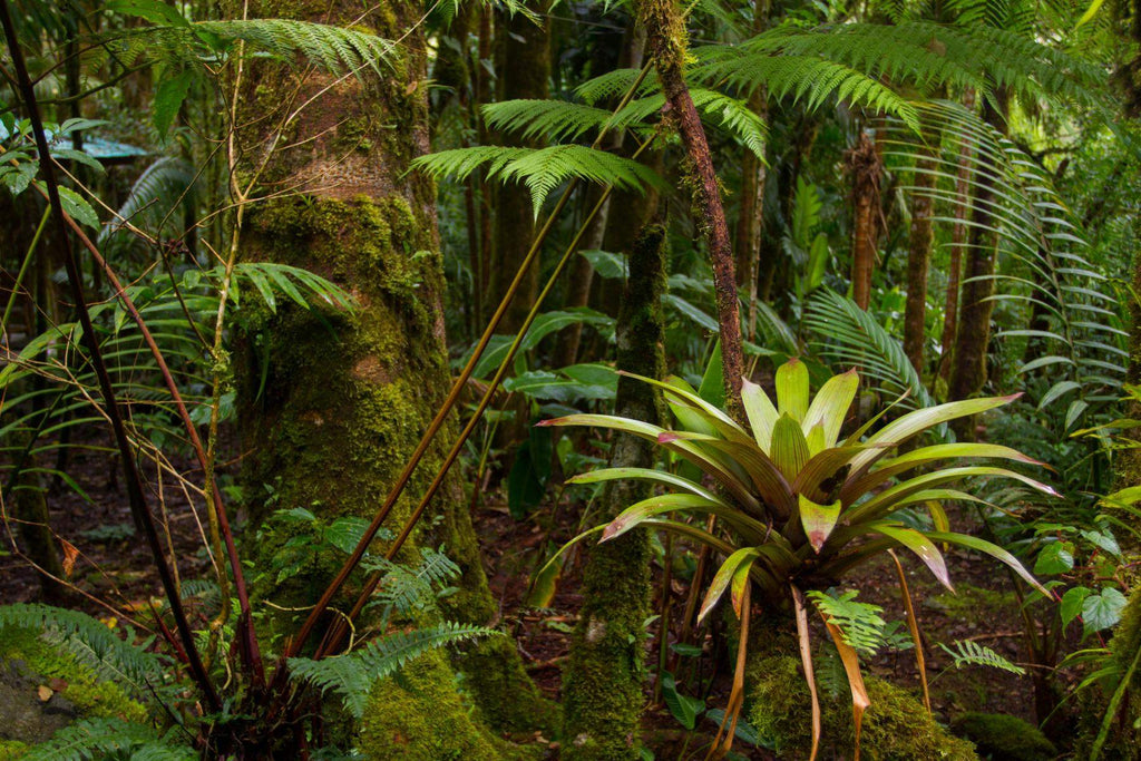 ferns in rainforest floor
