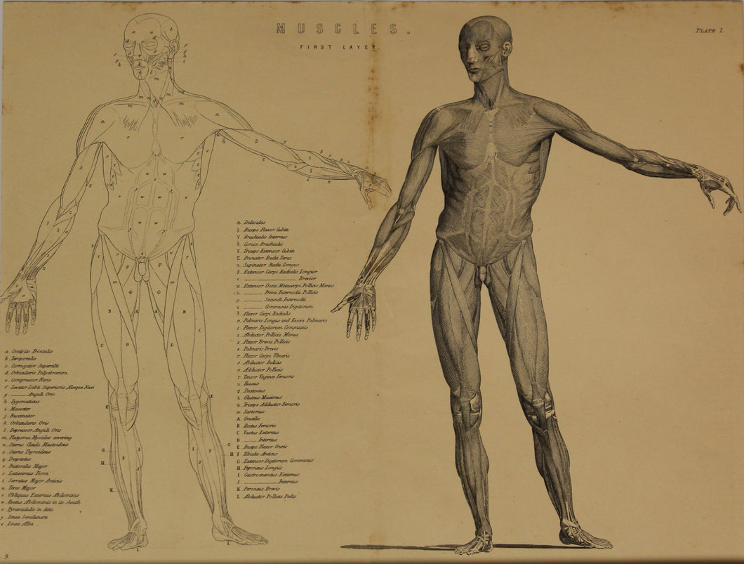 Professions, Anatomy, Muscles, First Layer, Plate 1, Europe Illustrated, c1842,