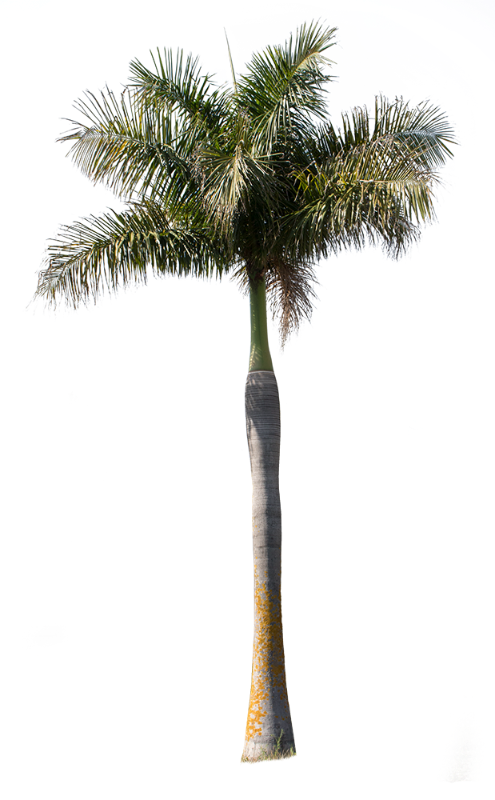 Palm tree - Archontophoenix – cutout trees
