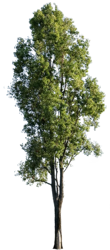 Populus nigra IV – cutout trees