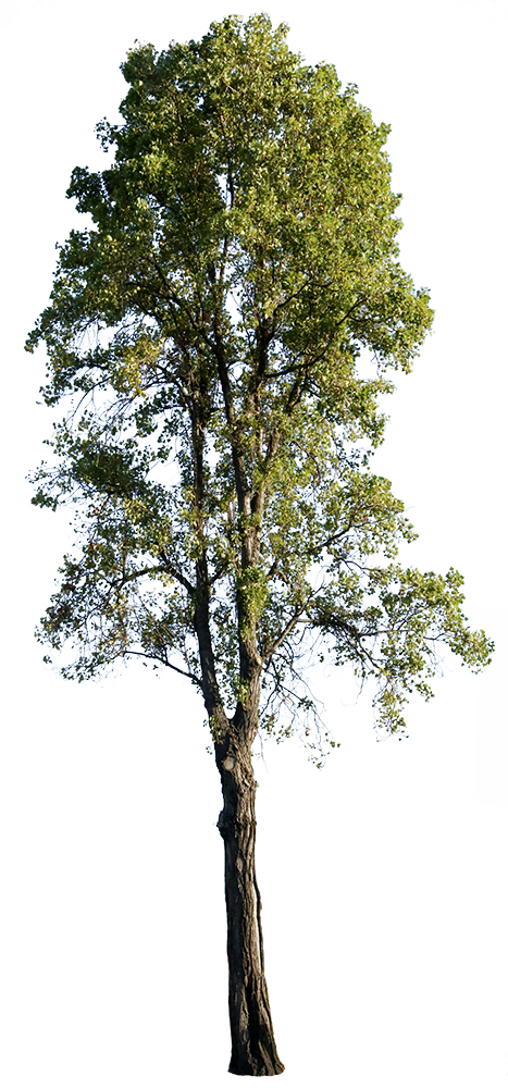 Populus nigra V