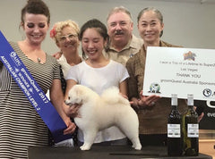 Brisbane Dog grooming Pomeranian award