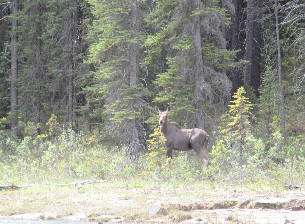 Moose, Canadian Rockies