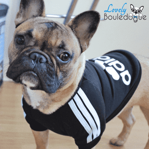 pull adidas chien