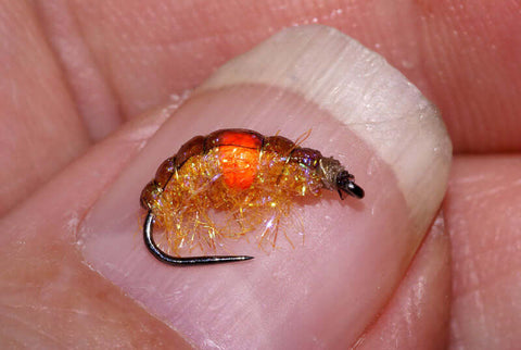 Orange Spot UVSP Shrimp