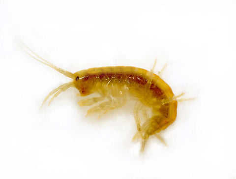 Gammarus pulex                                             