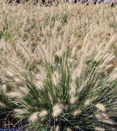 Buy Ornamental Grasses Online | Shop Beach Grass | Bay Gardens – Page 2