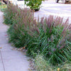 Grass Pennisetum alopecuroides 'Moudry'
