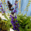 Salvia x sylvestris 'May Night'