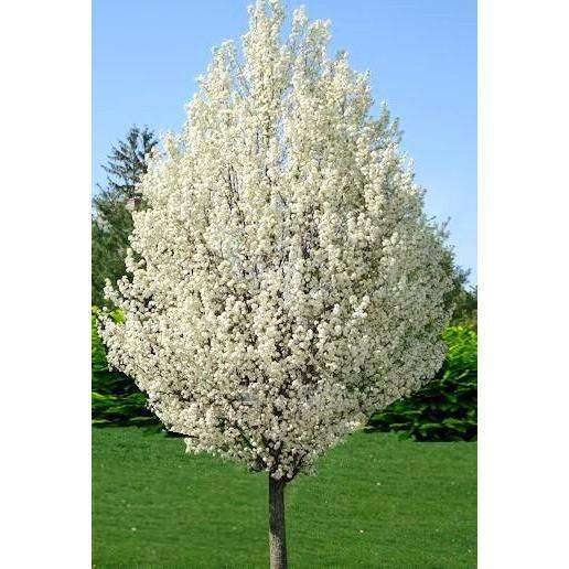 Buy Flowering Pear Tree Online Mature Trees for Sale Bay Gardens