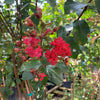 Crape Myrtle Scarlet (Red)