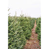 Fraser Fir Christmas Tree: Market
