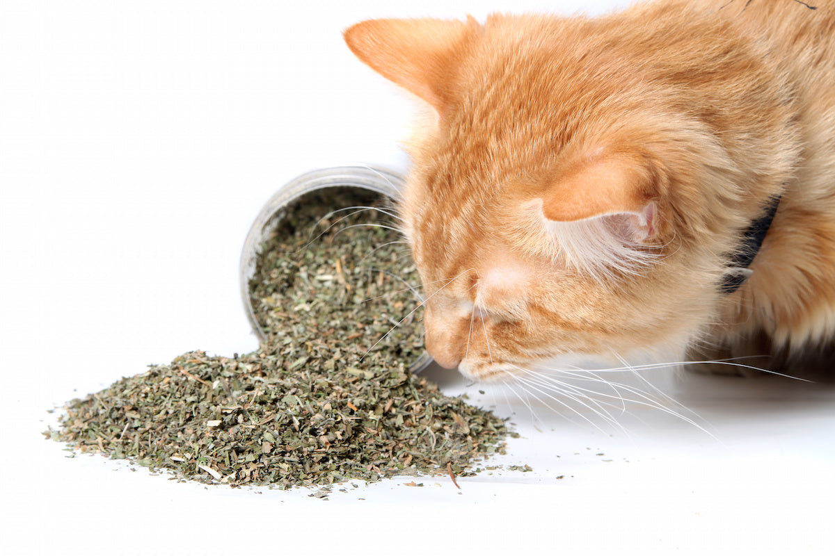 is catnip bad for a dog
