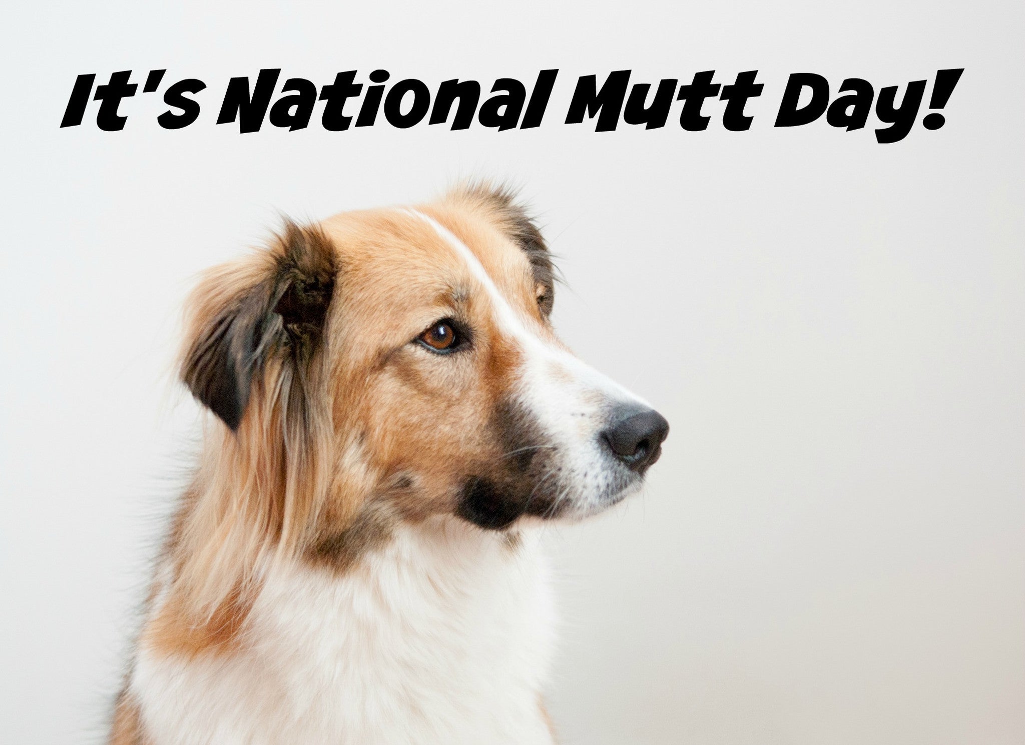 What is a Mutt? National Mutt Day Pawsome Doggie