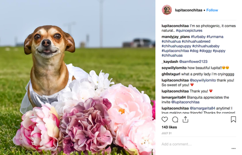 quinceanera for dogs