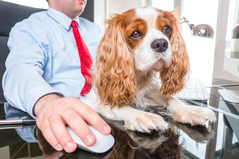 dog friendly office take to work day