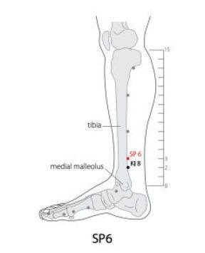diagram of a lower leg highlighting its parts and acupressure point representation
