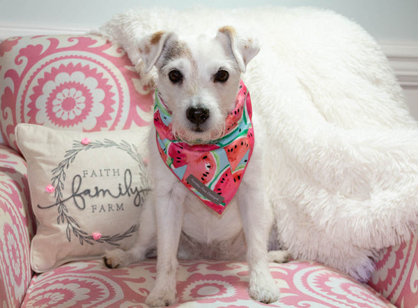 tie on dog bandana