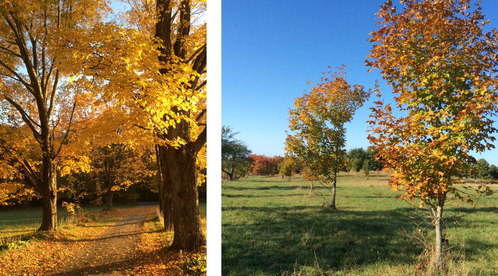 Fall Foliage on the Farm