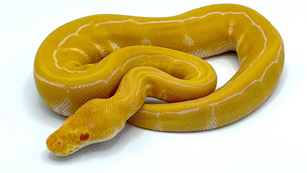 pinstripe ball python baby