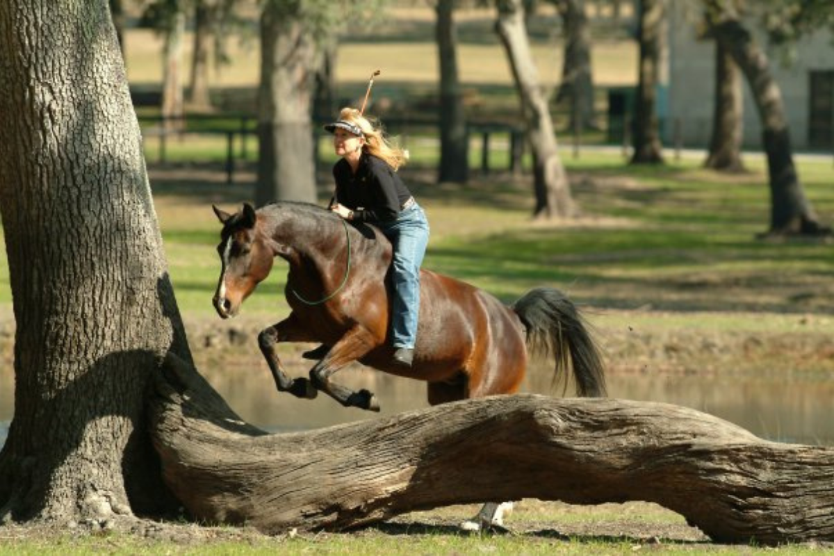 klinker Leuk vinden Ziekte Bareback Horse Riding Made Easy