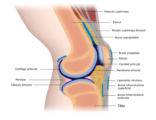 anatomia de la rodilla