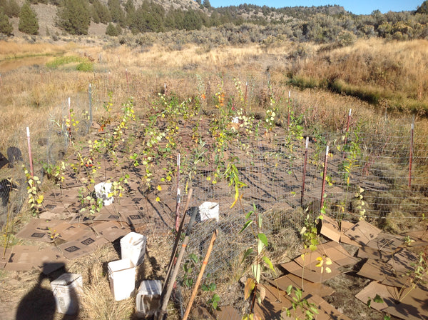 ONDA planting project using Picky Bars repurposed boxes