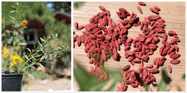 Goji Berries - A Super, Food! Goji tree and berries