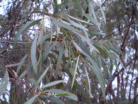Eucalyptus polybractea or Blue-leaf Mallee, a species yielding high quality eucalyptus oil