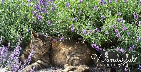 Wonderful Scents Cat in Lavender