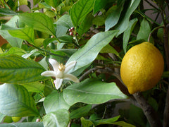 Lemon On Tree