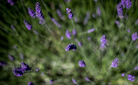 Wonderful Scents Organic Lavender