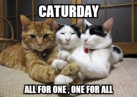 Caturday_Cats_All_For_One