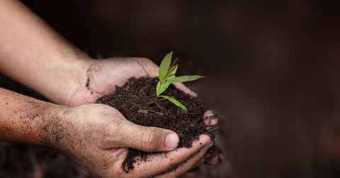 New life in hand, Young eucalyptus for Wonderful Scents