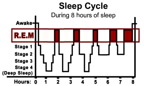 what are the different sleep cycles
