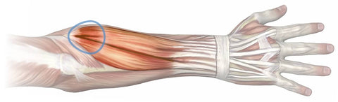 tennis elbow anatomy
