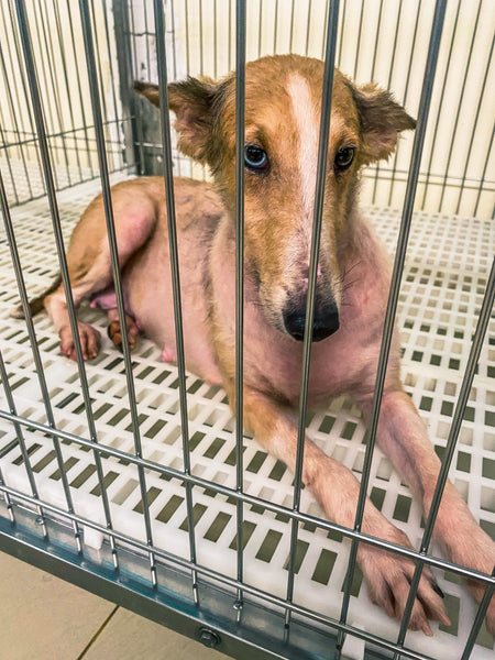 Rescued puppy mill dog Singapore 