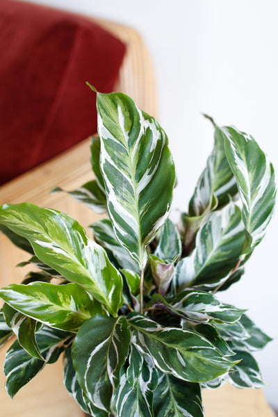 Calathea White Fusion Close