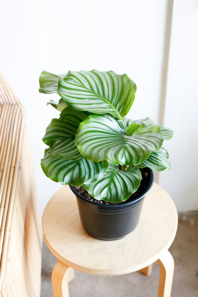 Calathea orbifolia wide