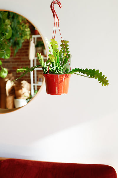 Epiphyllum anguliger hanging