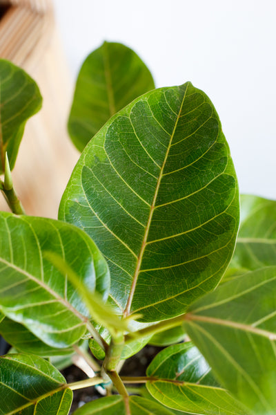 Ficus altissima close