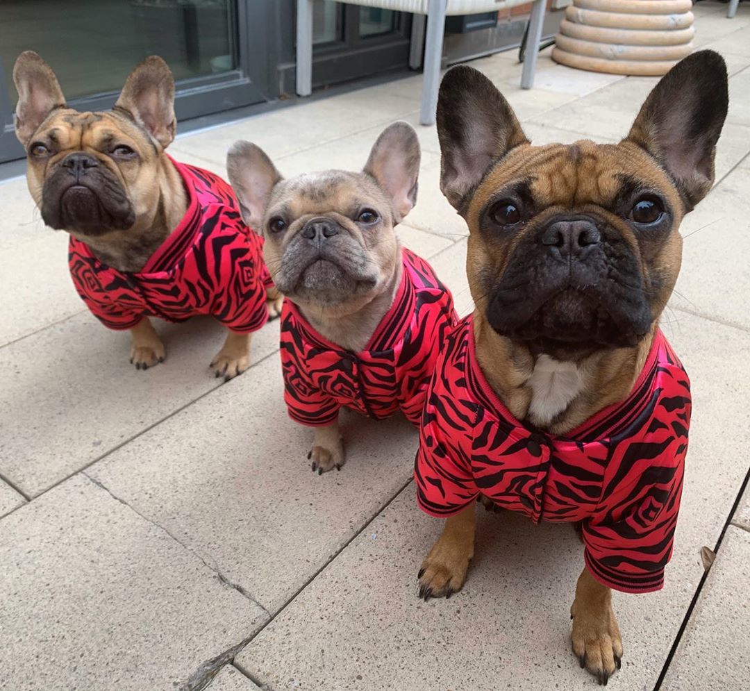 how long is french bulldog pregnancy