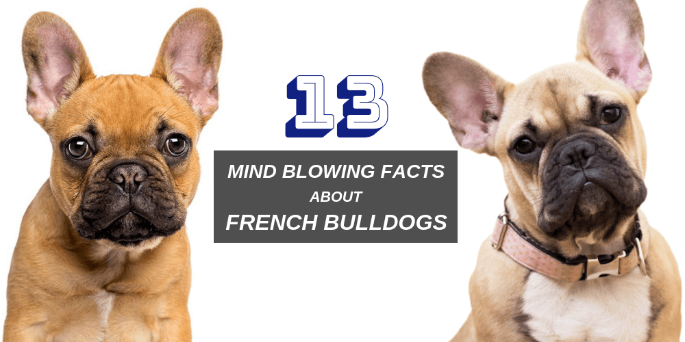 do french bulldogs smell