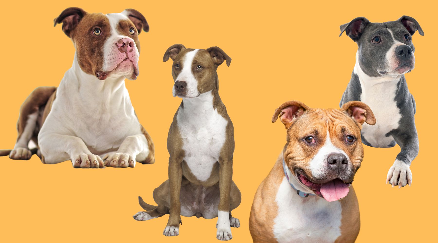 are pit bulls safe family dogs