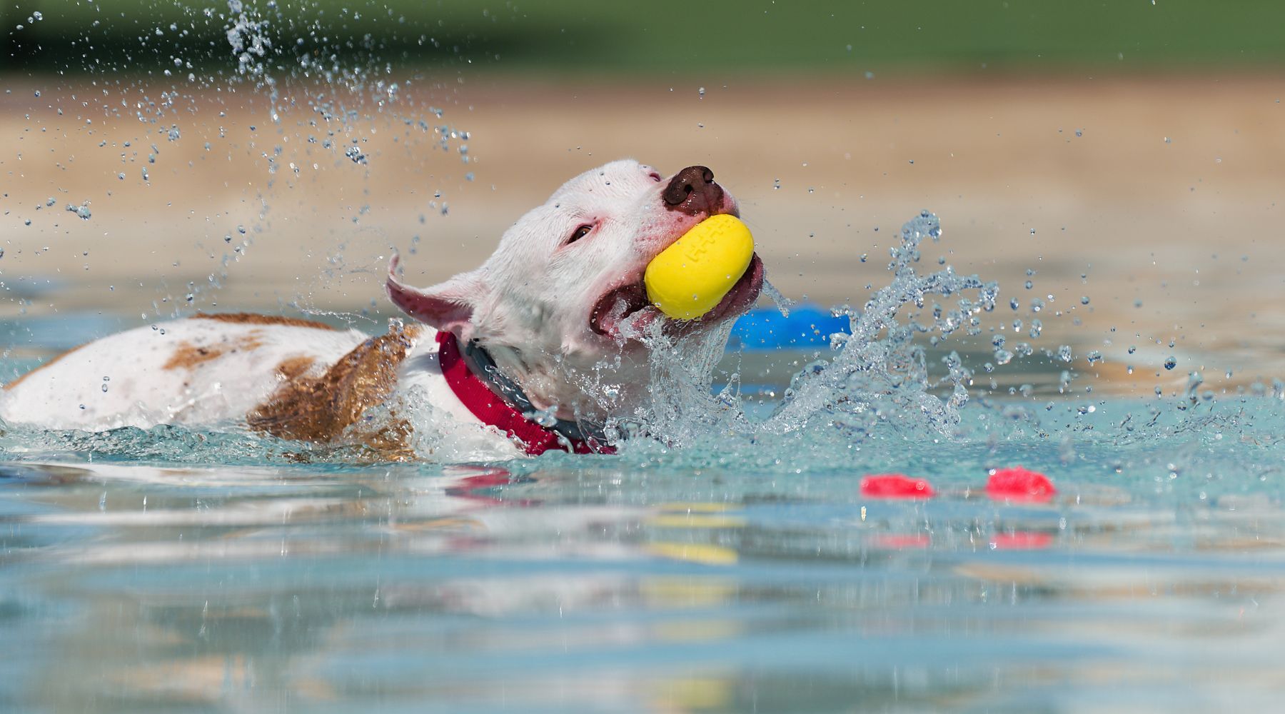 can pitbull dogs swim